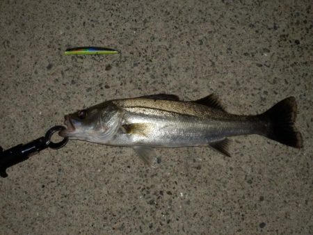 固いの最高‼ドリフト天国!